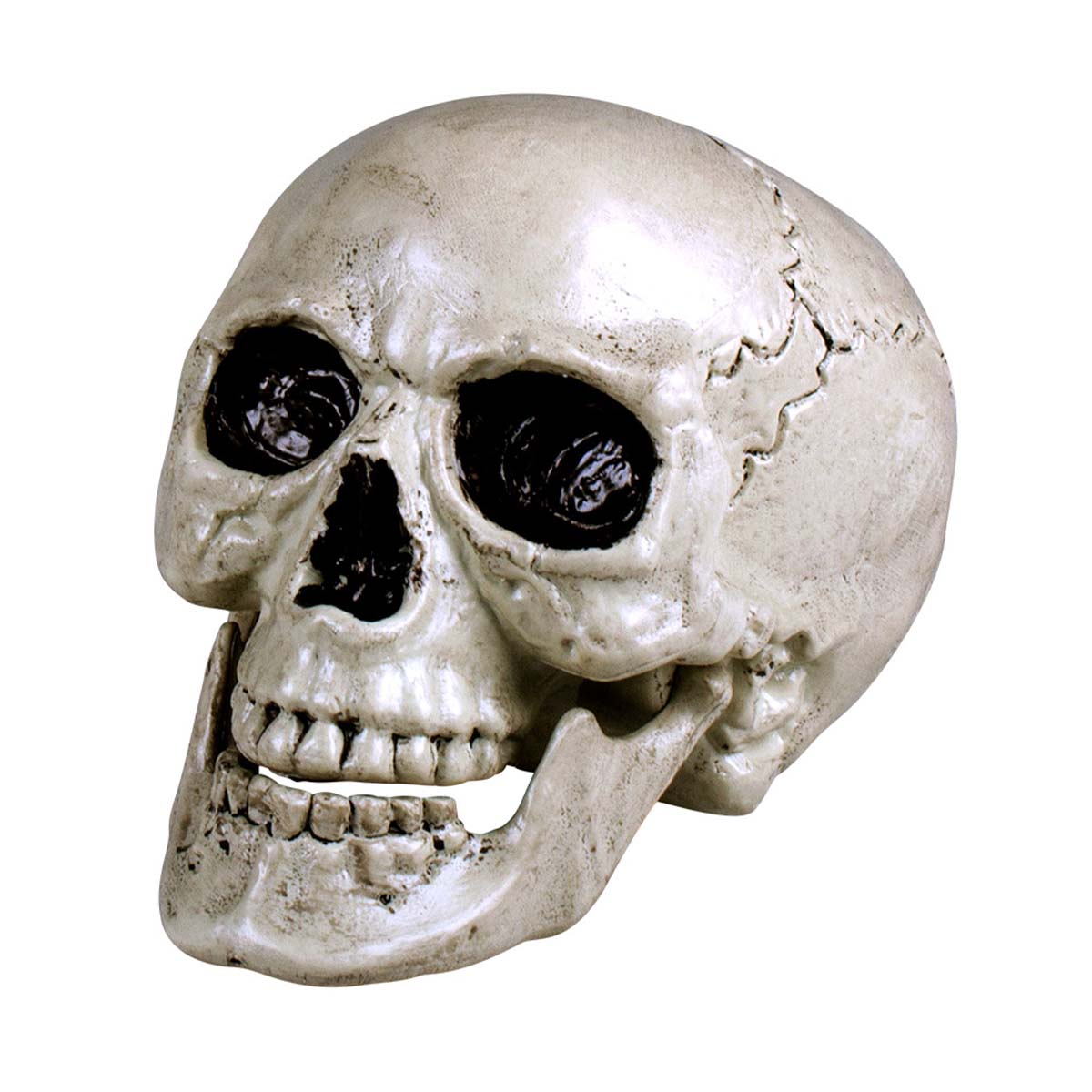 Dödskalle, Maxilla 17x17x24 cm
