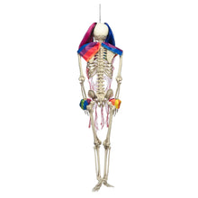 Prop, skelett benvit cirkus 160 cm