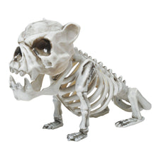 Djurskelett, bulldog 33 cm
