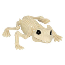 Prop, skelett groda 17 cm