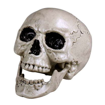 Dödskalle, Maxilla 17x17x24 cm