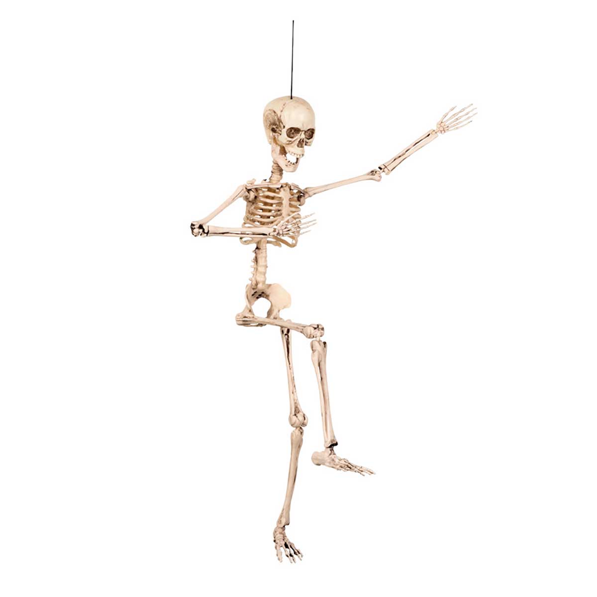 Prop, skelett 50 cm