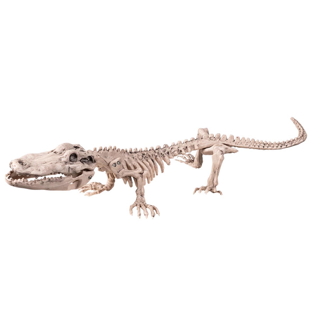 Prop skelett krokodil 50 cm