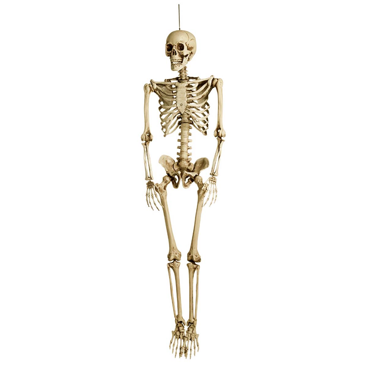 Prop halloween skelett 160 cm